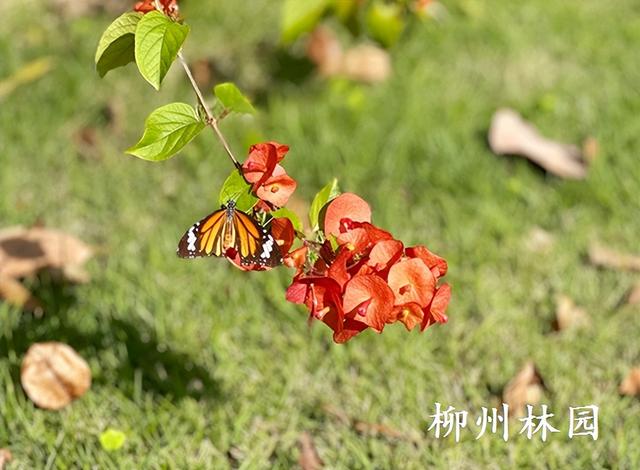 柳州市柳石路游步道变身“红色瀑布”