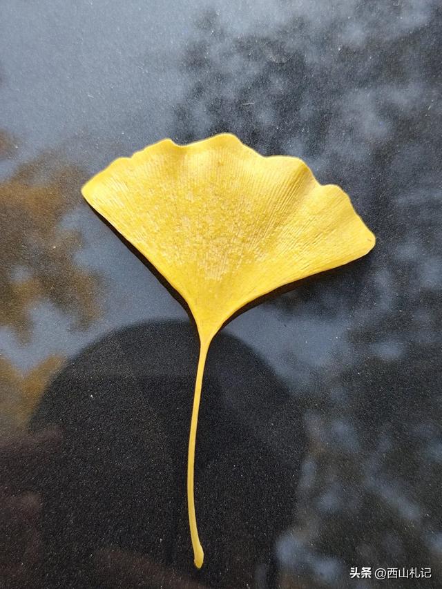 五线小城里的银杏大道，美翻全网的深秋景色原来在这里