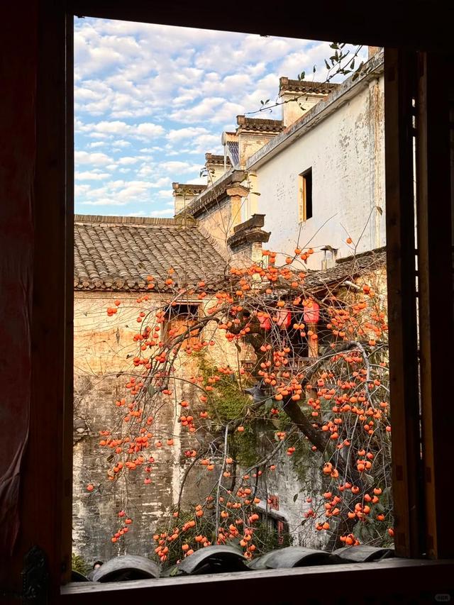 安徽一男子，因“老屋的一棵柿子树”走红，美成一幅画，好治愈吖