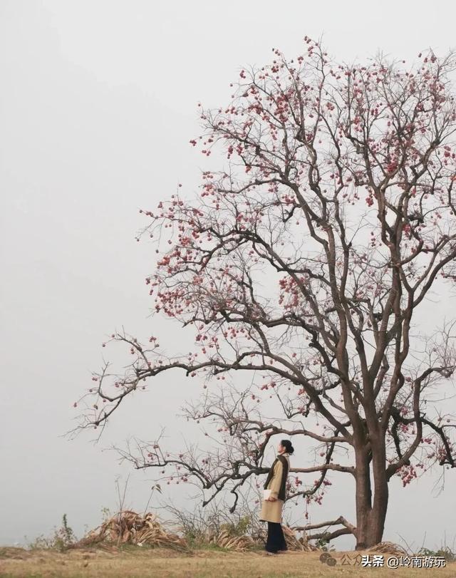 西安周边2小时行程内，免费摘柿子拍照打卡之地推荐！