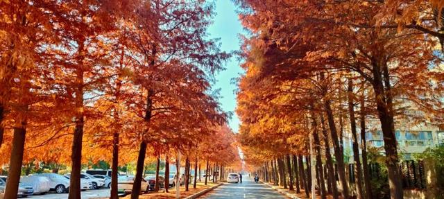 寻美薛城丨斑斓醉人！水杉披“红装”，冬日里的诗意画卷！