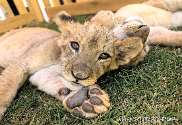 2026跨年去哪儿？鄂尔多斯超多活动承包你的仪式感，音乐、冰雪、萌兽陪你辞旧迎新→