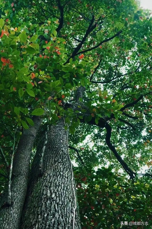 400岁树龄！成都这里有“中国最美古树群”→
