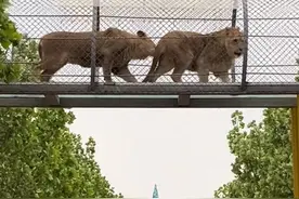 天津野生动物园回应将狮子放在空中走廊：能让它们来回走，现已撤走后续会调整图片