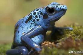世上最可怕的10种生物，排名第一有点出乎意料，前1-10位图片