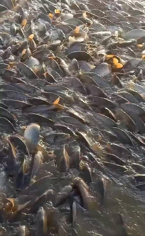 陕西这座千年小城藏不住了！黄河湿地、诗经之乡，西安出发2h直达