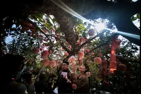 百年古树上结的苹果，真的是好吃，不一定会保佑升官、平安图片