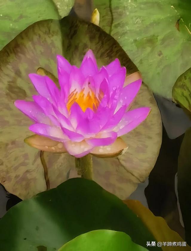 做几天洛阳人——游河南洛阳赏牡丹芬芳 总体概述(四)