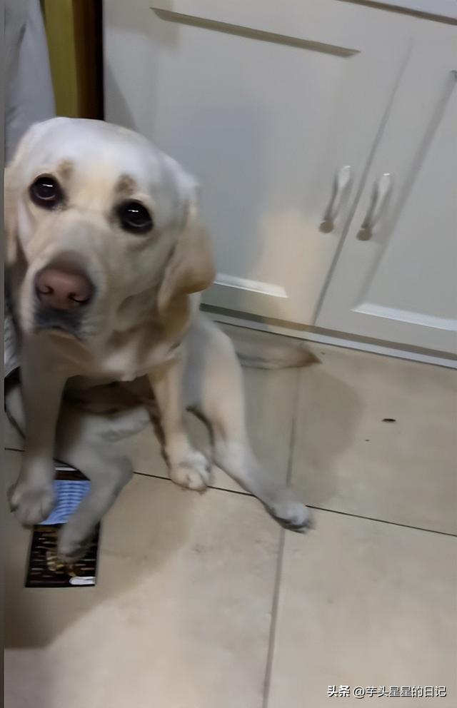 带导盲犬爬山后续：女主渴望被理解，坦言自己没错，澄清不是夫妻