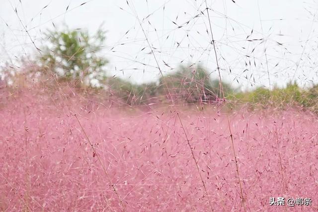峰峰秋日“宠粉”已上线