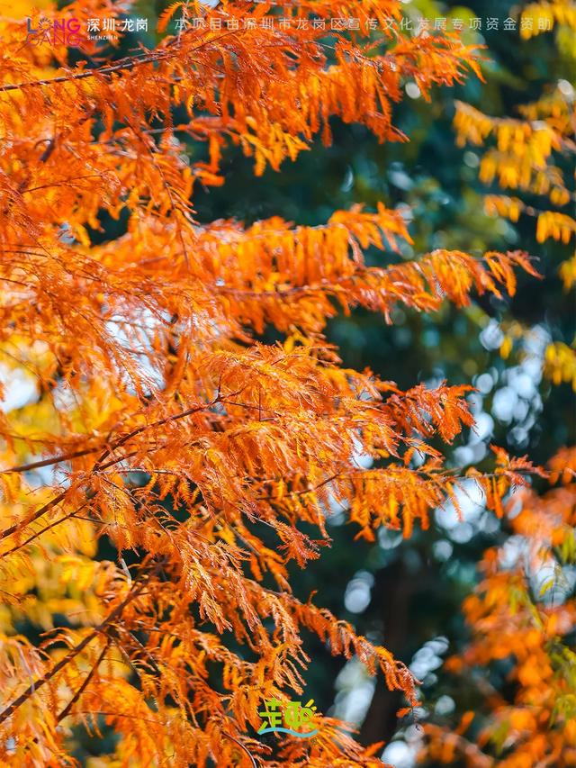 太出片啦！龙岗最浪漫的「美拉德季」即将到来！
