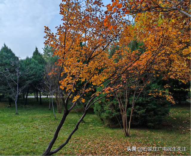 霜叶满阶红！石家庄市公园广场、水系沿线黄栌进入最佳观赏期