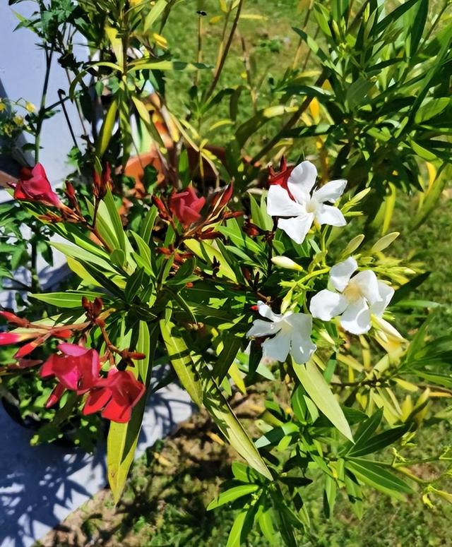 阴花不能进阳宅！这5种花“打死”也不养，家里若有？快挪走！