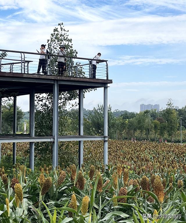 成都惊现粉黛草与红高粱成片，色彩超级艳丽，地铁公交车可达！
