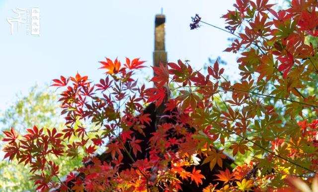 南京这个地方的红枫美景，简直美“枫”了