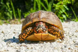 养乌龟的N大好处，你还不知道吗？这些好处已被科学证实！图片