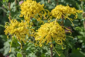 肝火的天敌——菊花，灵活搭配，还能治这4种病！图片