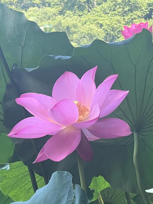 夏日西湖，8月9日。