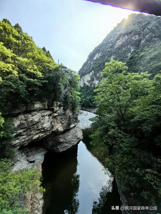 立减10℃!绿色天然避暑胜地,就在黑河国家森林公园→