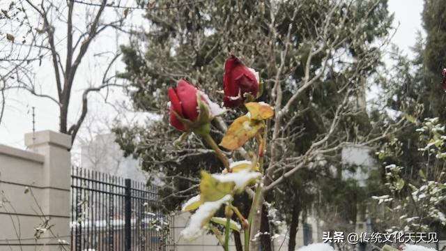 2025年北京冬天第一场雪后随手拍的小情小景，打动您了吗