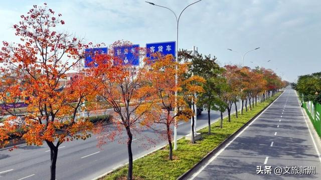 红枫公路、孤独的树......新洲这波秋日「隐藏款」，你知道几个？