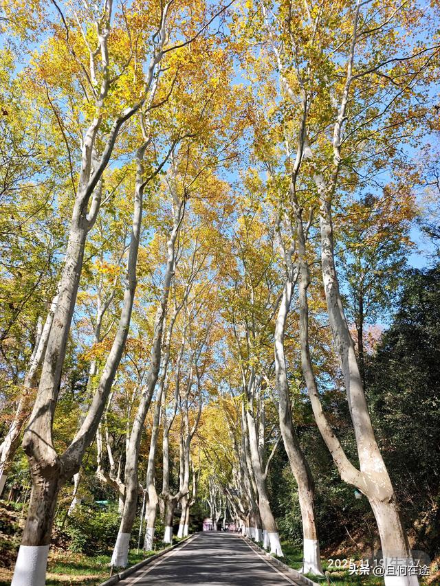 南京C位秋色！陵园路灵谷寺梧桐进入全盛期，错过又等一年