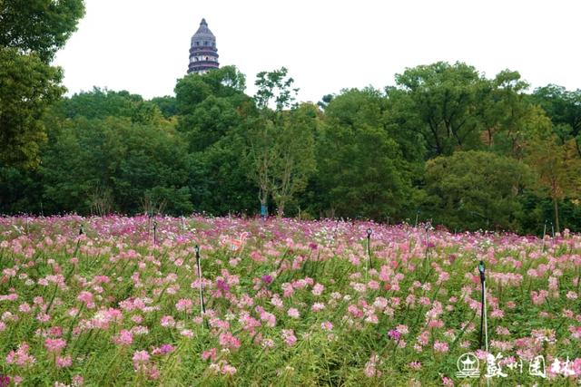 21处绚烂花海!苏州“晚秋花海”赏花地图出炉