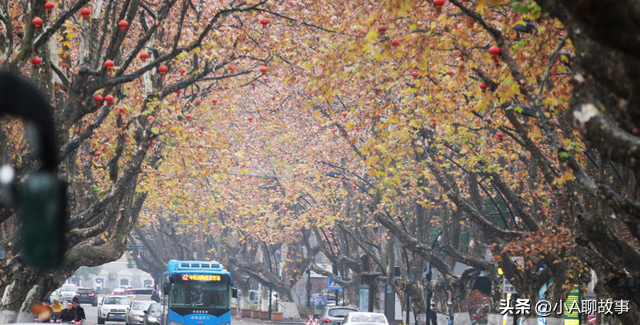 又一5A景区官宣永久免费！年入数亿，关键是秋天美到词穷！