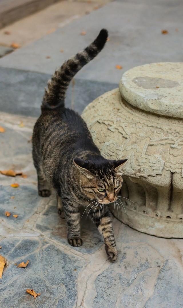 观复猫带你画·中华最有名 | 虎跑泉