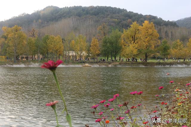 湖北随州，千年银杏谷 自然与人文的诗意交响