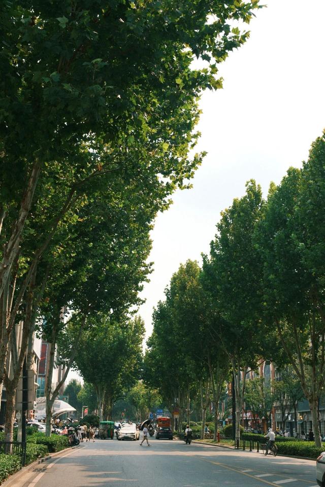 来，走进江汉路的林荫道