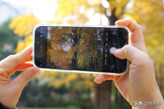 又是一年银杏璀璨时,上海闵行一棵300余年古银杏树进入醉美时刻