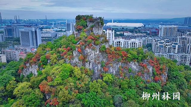 柳州市雀儿山“红”了！