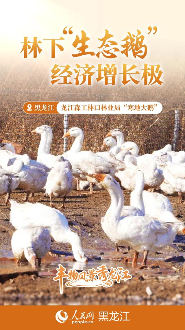 丰物风景秀龙江｜黑土地的初冬交响