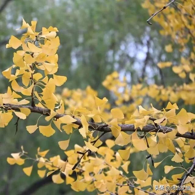 来河北这座小城：邂逅一场暖黄秋日盛宴