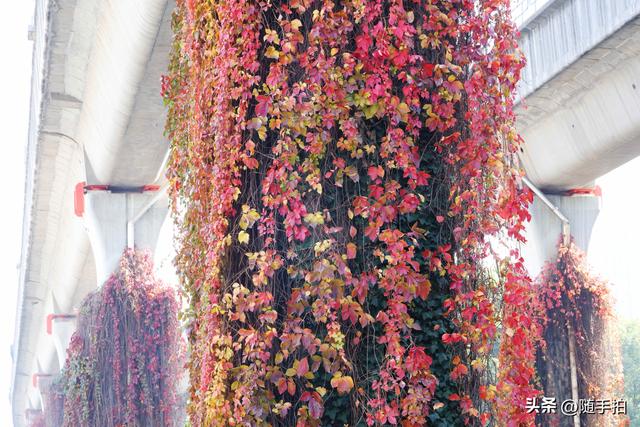 邂逅初冬美景，上海地铁11号线安亭段桥墩爬山虎红了