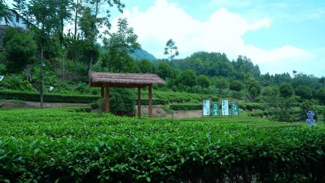 西乡骆家坝镇回龙村溪流“咖位”出圈