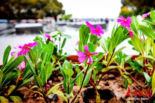 一眼心动！大同文瀛湖风景区“国旗+鲜花”扮靓“双节”~