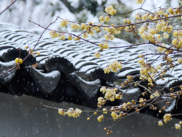 2026年的一场纯雪，让苏州一夜变成了姑苏！