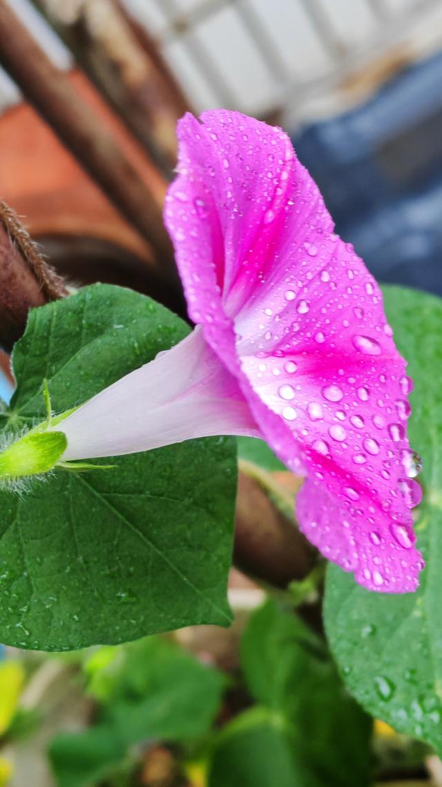 绝美的雨中花