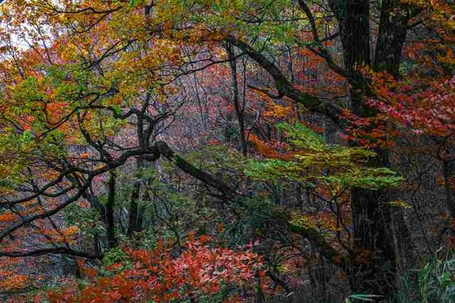 四川通江：黄柏林场红叶满坡红