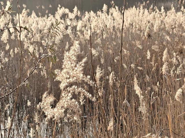 宣化瓦窑头水库芦苇成片，水天一色值得观看