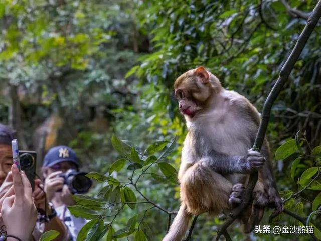 镜头中的山水：寻梦张家界 醉心山水间