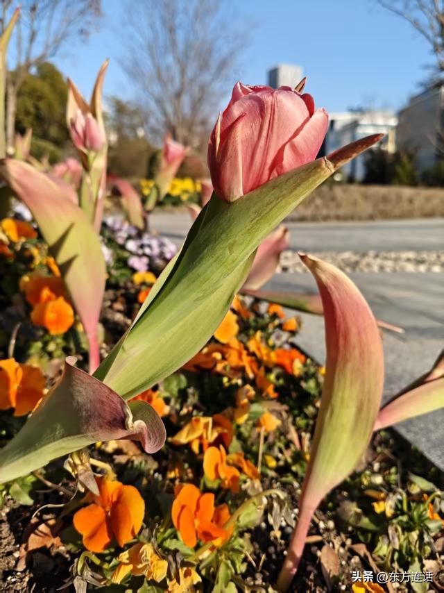 上海笔记：黄浦江边一个诗意的位置