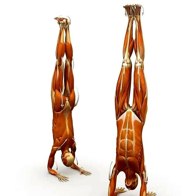 如果这12个瑜伽动作你能做到6个！说明你身体是真的很好！