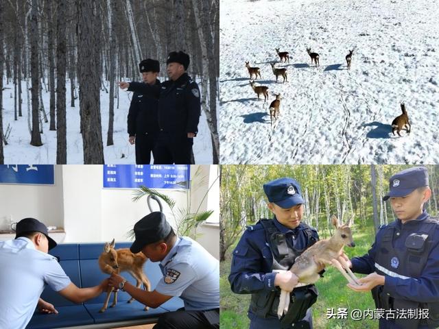 大美兴安 有我守护