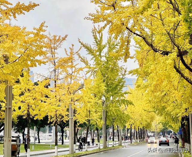 成都市中心最美银杏观赏地，这6处你去过吗？都不要门票！