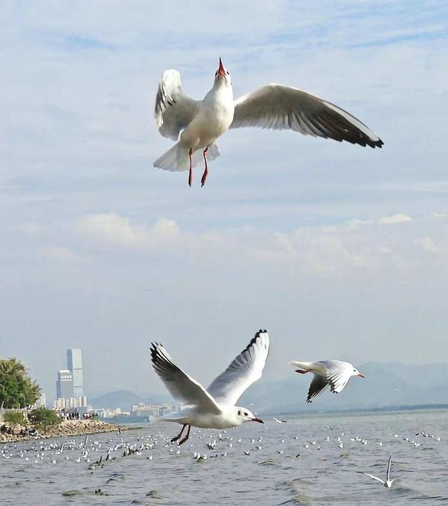 快乐的25/26深圳湾候鸟季