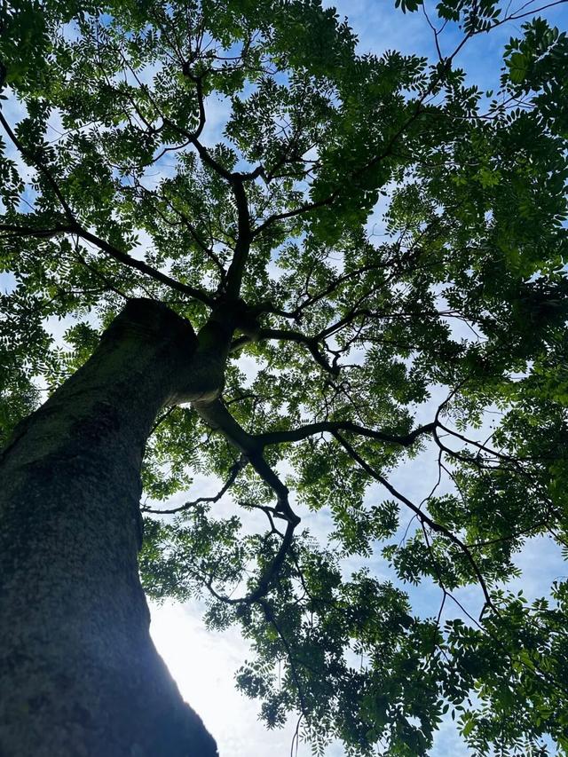 赶紧收藏！植物园内还藏着这样一个小众出片打卡地