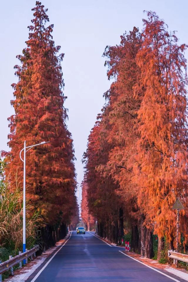 图集|三水乐平落羽杉美如画，邀您赴冬日浪漫之约